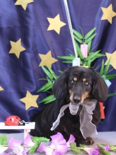 20230706マロンくん